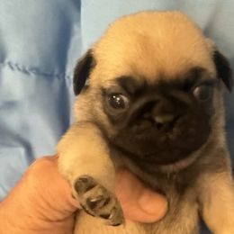 Pugs from Wratchford Farms