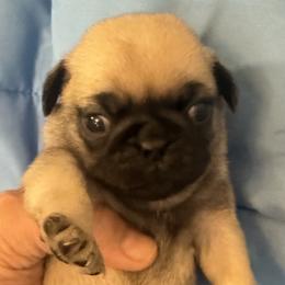 Pugs from Wratchford Farms