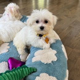 Yellow - White male Maltese puppy in Massachusetts from Happy Tail Yorkies and Maltese