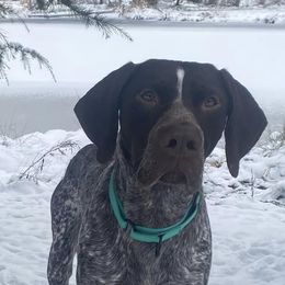 Australian Shepherds and German Shorthaired Pointers from Flynbee Farm