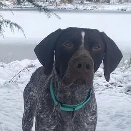 Australian Shepherds and German Shorthaired Pointers from Flynbee Farm