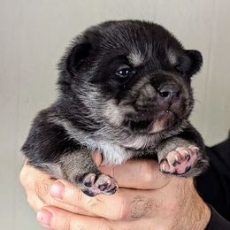 Gray Boy - Onni - Black and tan male Lapponian Herder puppy in Prattsburgh, New York from Maalattu Koirankoppi Lapponian Herders