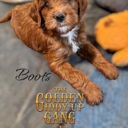 Bernedoodle and Goldendoodle Puppies from Paws 4 Doodles, LLC