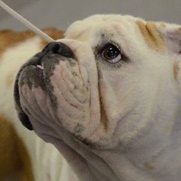 Bulldogs from Saint Brides Bulldog