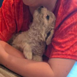Bojangles Cream AKC - Cream male Poodle puppy in Norman, Indiana from Wendy's Dream Poodles