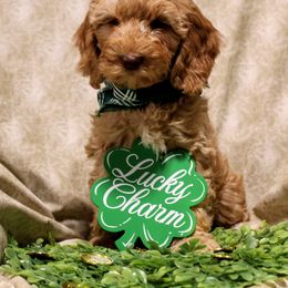 Australian Labradoodle Puppies from Llewellyn's Grove Labradoodles