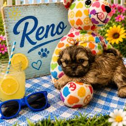 Reno - Red male Shih Tzu puppy in Bethpage, Tennessee from Tennessee's Treasured Shih Tzus