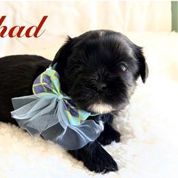 Chad - Black male Shih Tzu puppy in Hemet, California from Aloha Shih Tzu