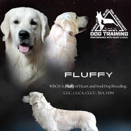 Fluffy - Golden Retriever