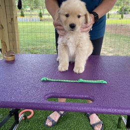 Boy 3 - Golden Retriever puppy in Calhoun, Georgia from Raya Golden Retrievers