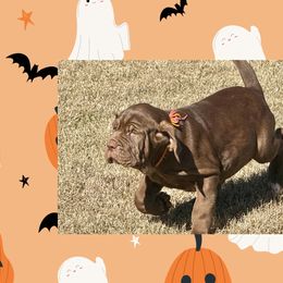 Gem - Mahogany female Neapolitan Mastiff puppy in Canyon, Texas from Mastini Della Forte