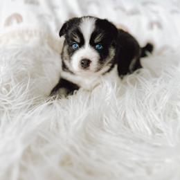 Pomsky Puppies from Lake Point Pomskies