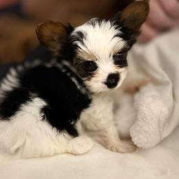 Louie - Parti male Yorkshire Terrier puppy in Hope, Indiana from DJ Yorkies