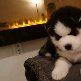 Siberian Husky Puppies from Xk siberians