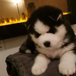 Siberian Husky Puppies from Xk siberians