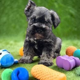 Green collar - Salt and pepper male Miniature Schnauzer puppy in Houston, Texas from Haughton Farm