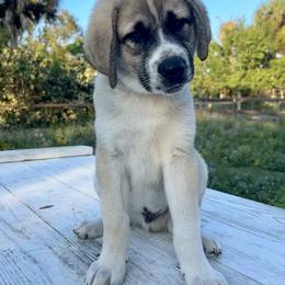 CJ - Fawn male Anatolian Shepherd Dog puppy in Fort Pierce, Florida from Quiet Waters
