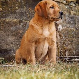 Golden Retrievers and Labrador Retrievers from Iron Hill Retrievers