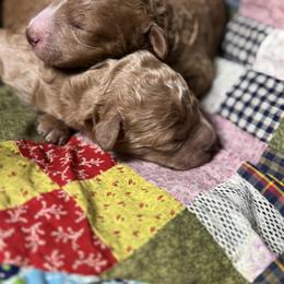 Boy 1 - Red  male Goldendoodle puppy in Belgreen, Alabama from Scott’s Farm Poodles and Doodles