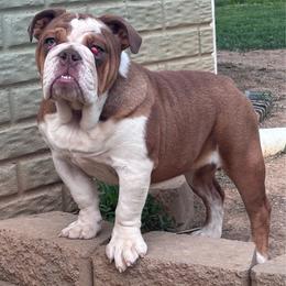 Nala- Reduced - Chocolate tri-color female Bulldog puppy in Ranson, West Virginia from EMR’s Bulldogs