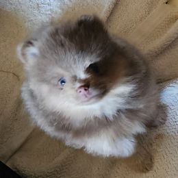 Big Boy - Lavender male Pomeranian puppy in Long Eddy, New York from Denise’s Exquisite Pomeranians