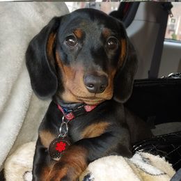 Dachshund All Grown Up from Woodshafen