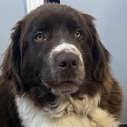 America - Newfoundland