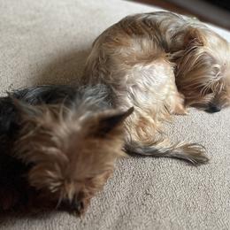 Shih Tzus and Yorkshire Terriers from Gina's Lil Zues and Yorkies Kennel