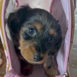 Dachshund Puppies from Birkin’ Paws