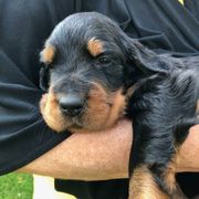 Gordon Setter Puppies from Bit O’ Gold Gordon Setters