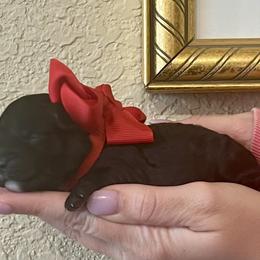 Nyssa - Black and white female Aussiedoodle puppy in Midlothian, Texas from Gray Doodles
