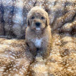 Bugatti - Cream female Goldendoodle puppy in Payson, Utah from Country Sky Doodles