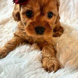 Syrup - Red female Cavapoo puppy in Adrian, Oregon from ApplebyFarm