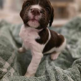 Light Purple - Liver and white female Brittany puppy in Alma, Georgia from Edenbright Brittanys