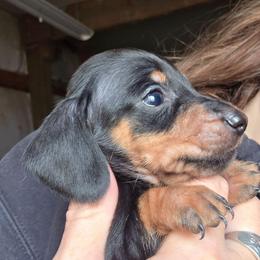 Pepper's black and tan smooth boy - Black and tan male Dachshund puppy in Caldwell, Idaho from Dozendachs