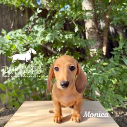 Monica - Red female Dachshund puppy in Royse City, Texas from Truehearted Miniature Dachshunds
