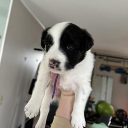Sporty Mix Puppies from Seay's Sporty Mixes