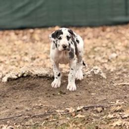 Bella - Harlequin female Great Dane puppy in Ottumwa, Iowa from Robin's Great Danes