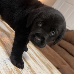 Girl 1 - female Labrador Retriever puppy in Ruth, Mississippi from Red White & True Labradors