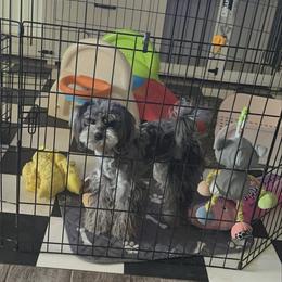 Lady Nova - Merle female Maltipoo puppy in Southern,, California from Maltipoo Tiny Pups & More