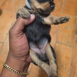 Girl 4 - Silver and tan female Silky Terrier puppy in City Of Orange, New Jersey from Fur-Ever Friends