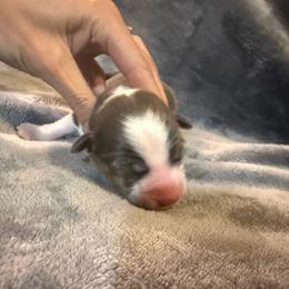 Loki - Gray and white male American Corgi puppy in Decatur, Texas from Bar S Corgis