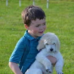 Poodle Puppies from D and D Standard Poodles