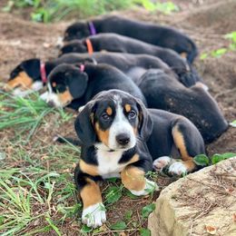 Entlebucher Mountain Dog Puppies from Dyberry Creek Farm