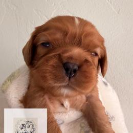 Danzig - Ruby male Cavalier King Charles Spaniel puppy in Tucson, Arizona from Unicorn Tears and Cavaliers
