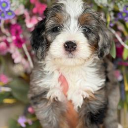 Daisy Duck - Tri-color female Bernedoodle puppy in Yuciapa, California from AlltheDoodlez_