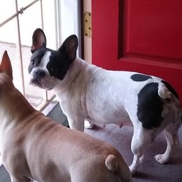 Maddy - French Bulldog