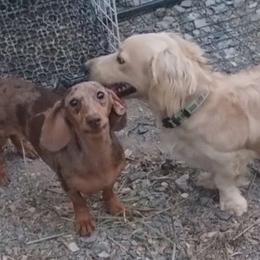 Faith hope - Dachshund