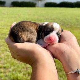 Sugar - Red and white female American Corgi puppy in Florida from Sunrise Corgis