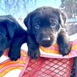 Labrador Retriever Puppies from Burks Retrievers